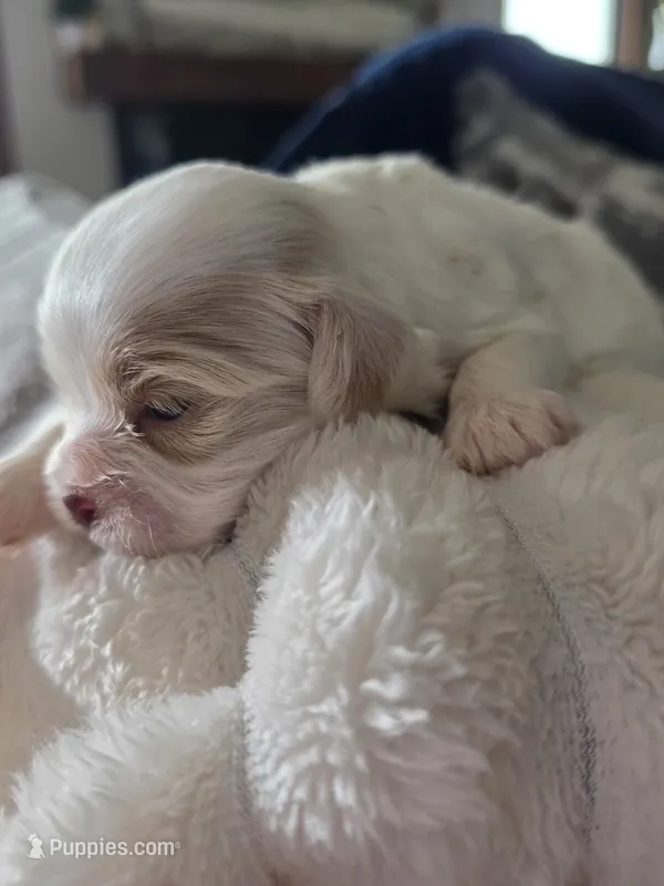 Cooper – Shih Tzu, Poodle - Toy  puppy for sale in Muscatine, IA