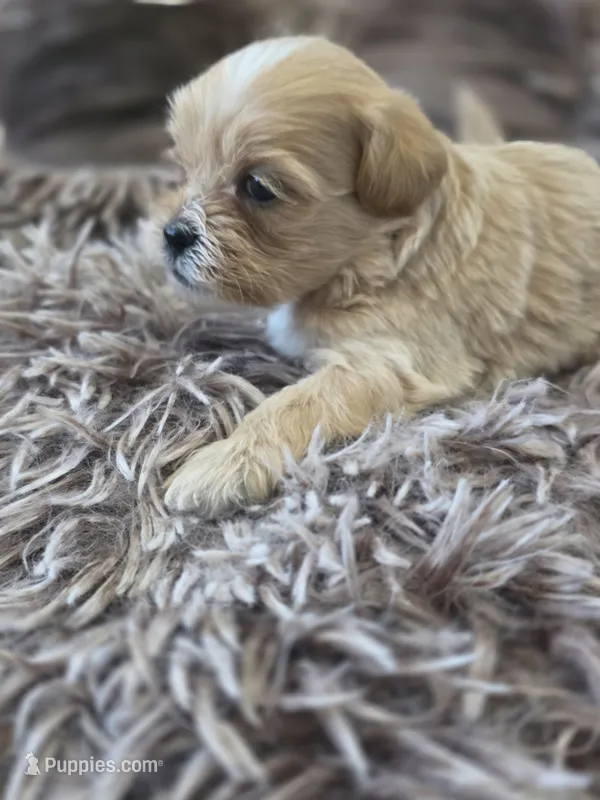Macey – Shih Tzu, Poodle - Toy  puppy for sale in Muscatine, IA