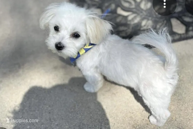 Carlie – Maltese puppy for sale in Iowa City, IA