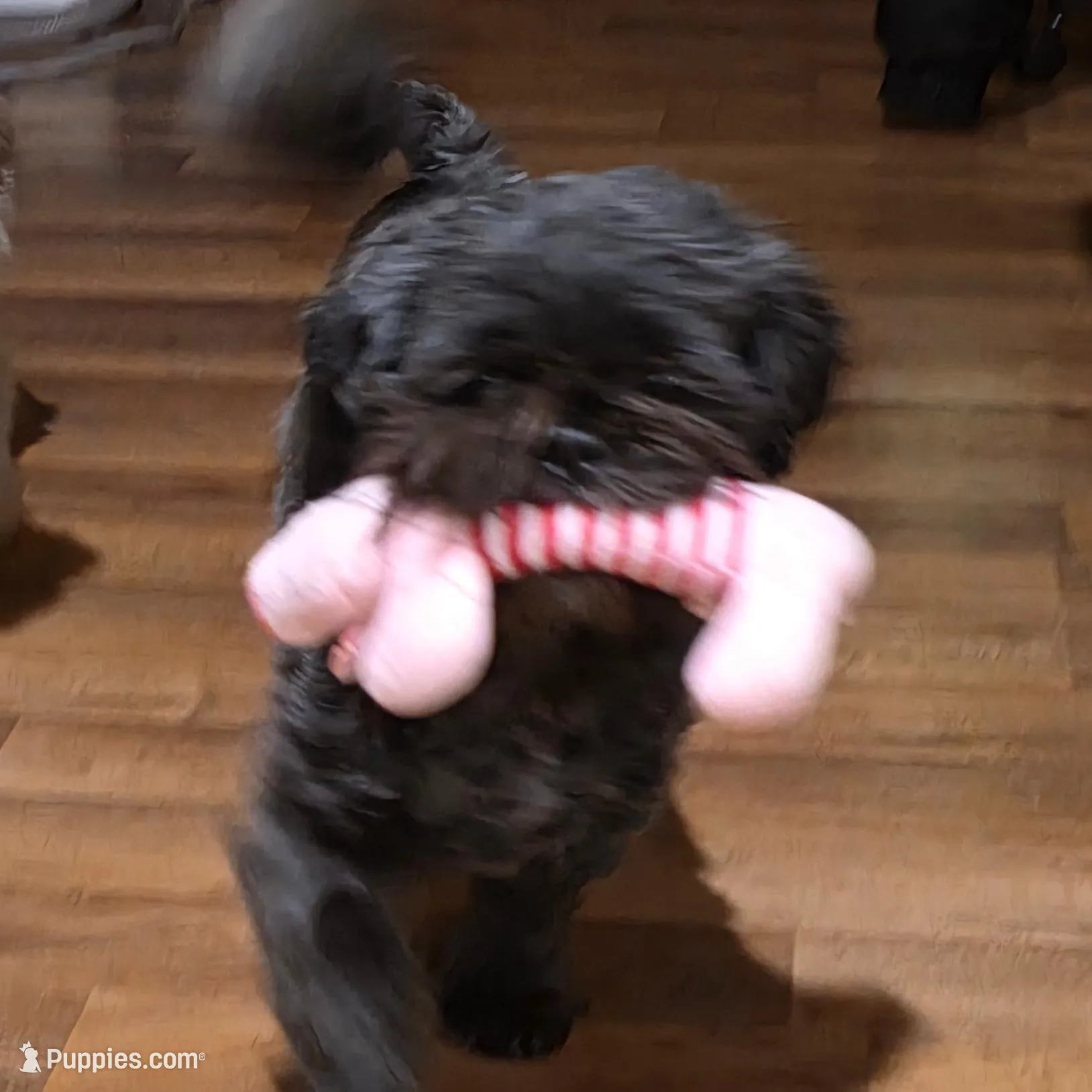 Ollie, a male Shih Tzu for sale in Iowa City, IA – Photo 2 of 5