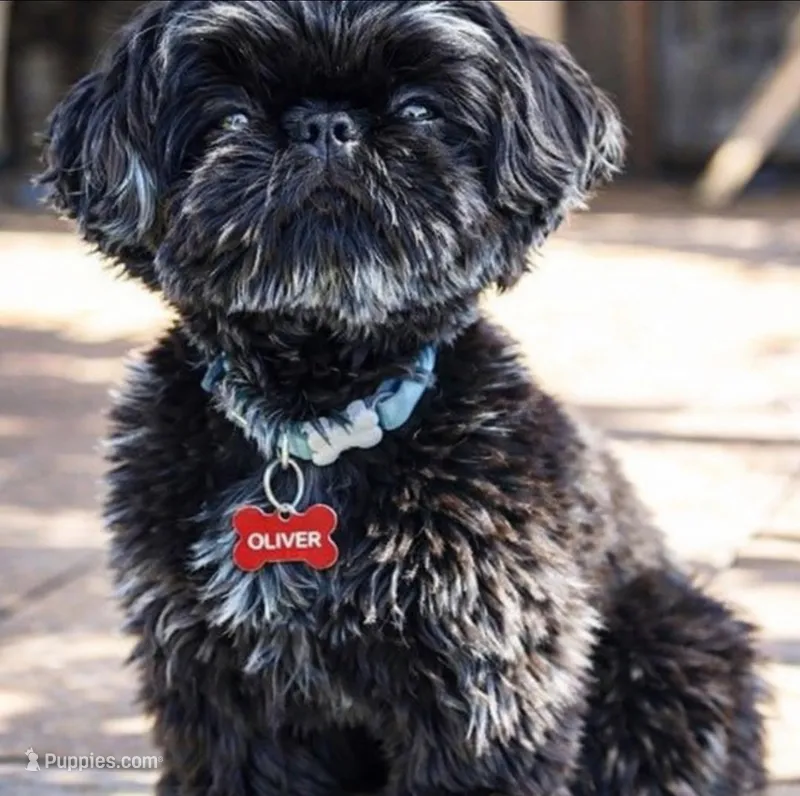 Ollie – Shih Tzu puppy for sale in Iowa City, IA