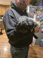 Ollie, a male Shih Tzu for sale in Iowa City, IA – Photo 4 of 5