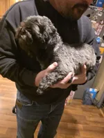 Ollie, a male Shih Tzu for sale in Iowa City, IA – Photo 3 of 5