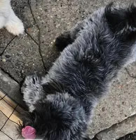 Ollie, a male Shih Tzu for sale in Iowa City, IA – Photo 5 of 5