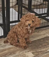 Peaches, a female Poodle - Toy  for sale in Muscatine, IA – 6 of 6