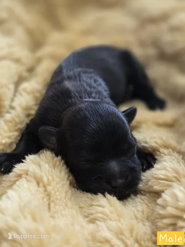 Charlie – Shih Tzu, Poodle - Toy  puppy for sale in Muscatine, IA