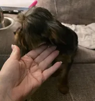 AKC Snickers, a male Yorkshire Terrier for sale in Iowa City, IA – Photo 4 of 5