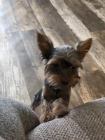 AKC Snickers, a male Yorkshire Terrier for sale in Iowa City, IA – Photo 5 of 5