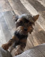 AKC Snickers, a male Yorkshire Terrier for sale in Iowa City, IA – Photo 2 of 5