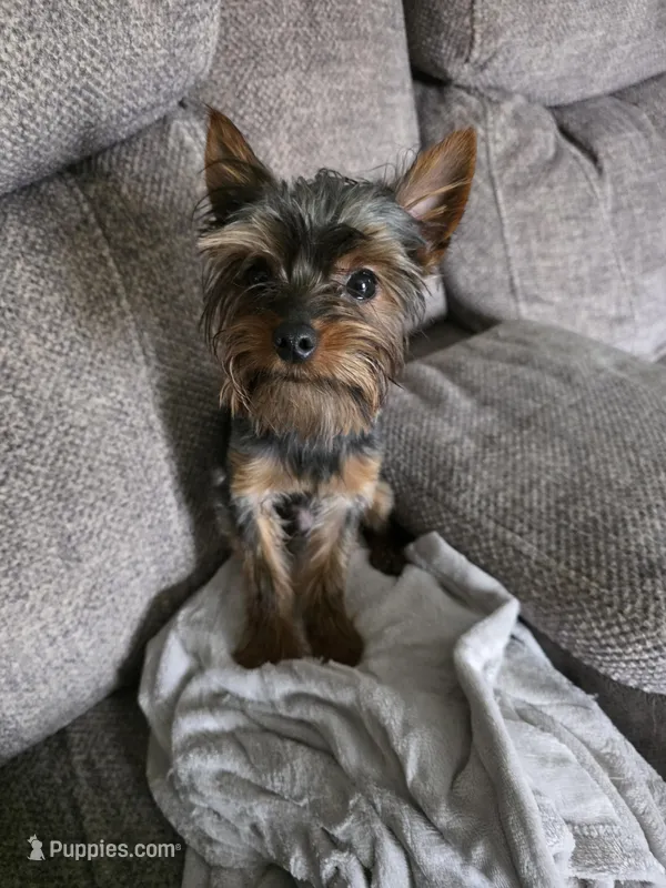 AKC Snickers – Yorkshire Terrier puppy for sale in Iowa City, IA