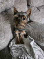 AKC Snickers, a male Yorkshire Terrier for sale in Iowa City, IA – Photo 1 of 6