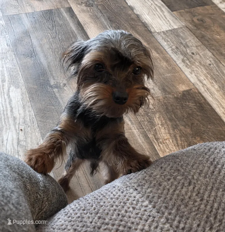 AKC Snickers – Yorkshire Terrier puppy for sale in Iowa City, IA
