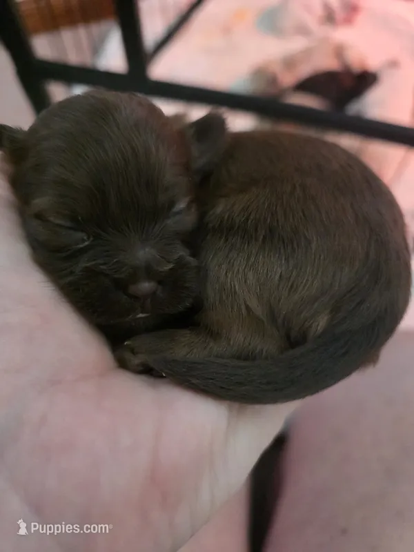 Teddy – Shih Tzu, Poodle - Toy  puppy for sale in Muscatine, IA