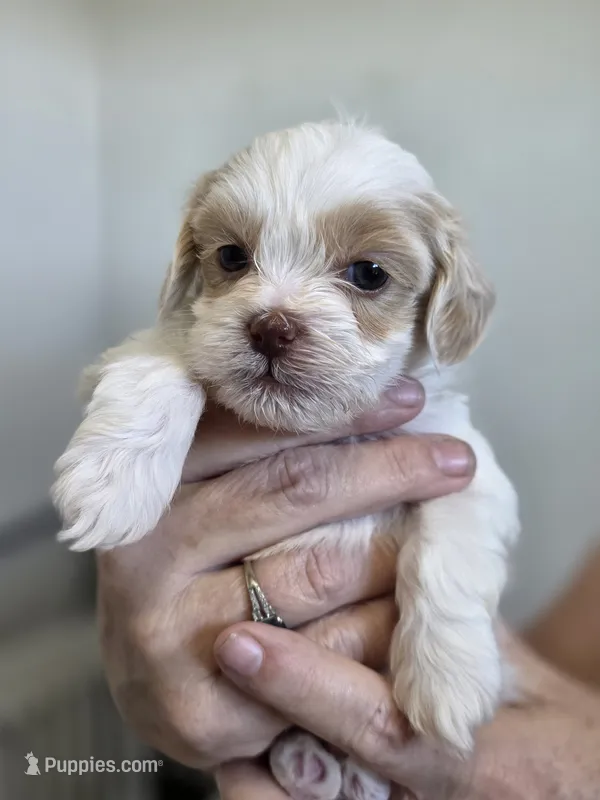 Cooper – Shih Tzu, Poodle - Toy  puppy for sale in Muscatine, IA