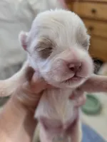 Cooper, a male Shih Tzu and Poodle - Toy  for sale in Muscatine, IA – 2 of 5