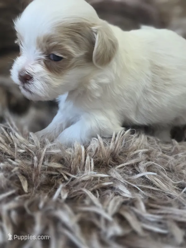 Cooper – Shih Tzu, Poodle - Toy  puppy for sale in Muscatine, IA