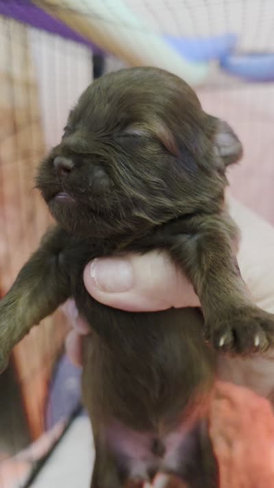 Teddy, a male Shih Tzu and Poodle - Toy  for sale in Muscatine, IA – 5 of 5