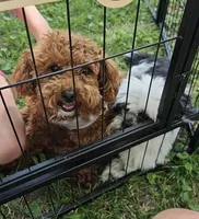 Peaches, a female Poodle - Toy  for sale in Muscatine, IA – 5 of 6