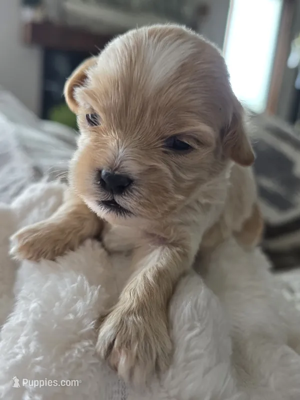 Macey – Shih Tzu, Poodle - Toy  puppy for sale in Muscatine, IA