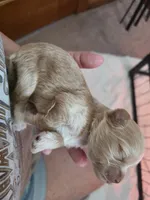 Tucker, a male Shih Tzu and Poodle - Toy  for sale in Muscatine, IA – 3 of 5