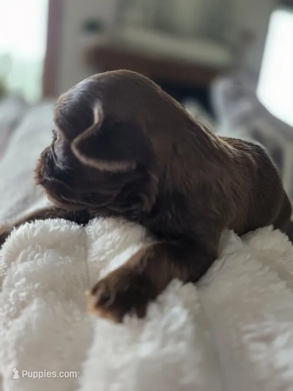Teddy – Shih Tzu, Poodle - Toy  puppy on hold in Muscatine, IA