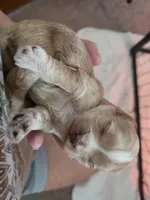 Tucker, a male Shih Tzu and Poodle - Toy  for sale in Muscatine, IA – 4 of 5