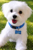 Cooper, a male Maltese for sale in Iowa City, IA – Photo 3 of 3