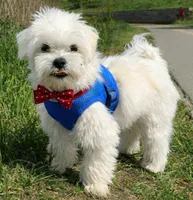 Cooper, a male Maltese for sale in Iowa City, IA – Photo 2 of 3