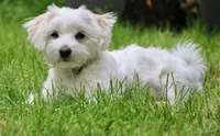Cooper, a male Maltese for sale in Iowa City, IA – Photo 1 of 3