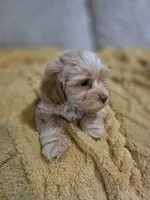 Tucker, a male Shihpoo for sale in Muscatine, IA – 2 of 2
