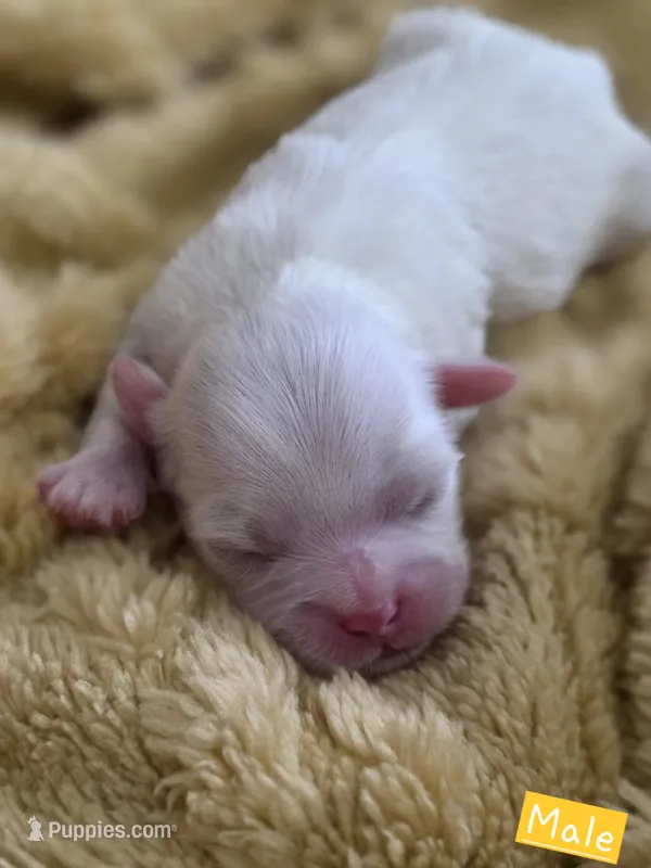 Cooper – Shih Tzu, Poodle - Toy  puppy for sale in Muscatine, IA