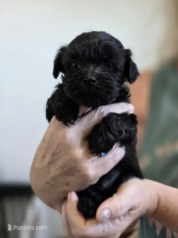 Charlie – Shih Tzu, Poodle - Toy  puppy for sale in Muscatine, IA