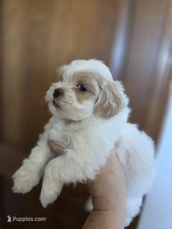 Cooper – Shih Tzu, Poodle - Toy  puppy for sale in Muscatine, IA