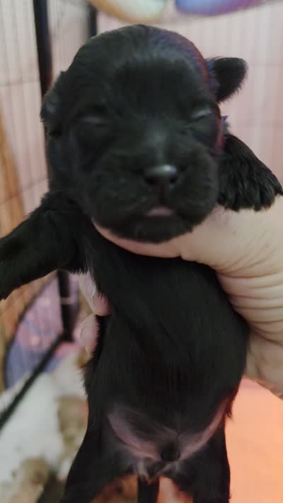 Charlie, a male Shih Tzu and Poodle - Toy  for sale in Muscatine, IA – 3 of 4