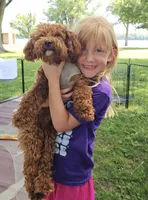 Peaches, a female Poodle - Toy  for sale in Muscatine, IA – 3 of 6