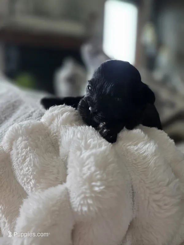 Charlie – Shih Tzu, Poodle - Toy  puppy for sale in Muscatine, IA