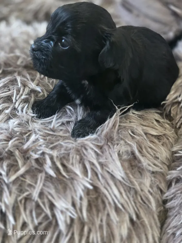 Charlie – Shih Tzu, Poodle - Toy  puppy for sale in Muscatine, IA