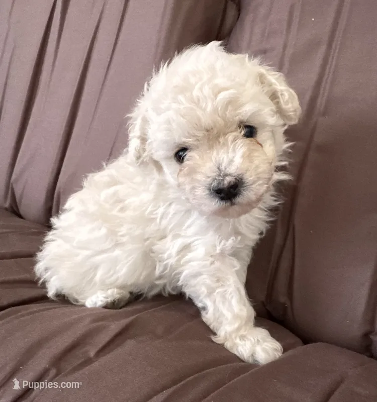 CHANEL – Cavapoo puppy for sale in Portland, OR