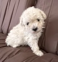 CHANEL, a female Cavapoo for sale in Portland, OR – 1 of 4