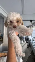 COCO, a male Cavapoo and Havapoo for sale in Portland, OR – 8 of 10