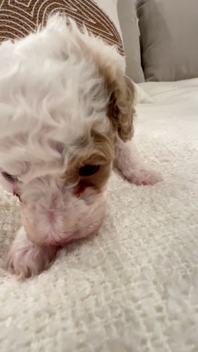 COCO, a male Cavapoo for sale in Portland, OR – 4 of 4