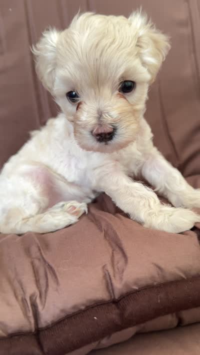 PRINCESS, a female Cavapoo for sale in Portland, OR – 3 of 3