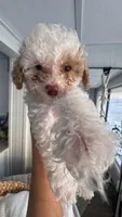 COCO, a male Cavapoo and Havapoo for sale in Portland, OR – 10 of 10