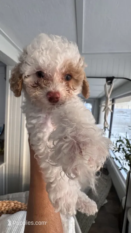 COCO – Cavapoo, Havapoo puppy for sale in Portland, OR