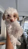 COCO, a male Cavapoo and Havapoo for sale in Portland, OR – 1 of 10