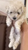 CHANEL, a female Cavapoo for sale in Portland, OR – 3 of 4