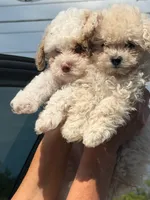 COCO, a male Cavapoo and Havapoo for sale in Portland, OR – 4 of 10