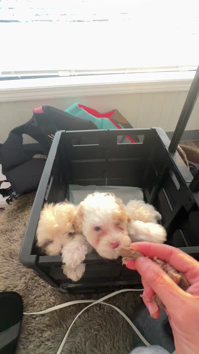 COCO, a male Cavapoo and Havapoo for sale in Portland, OR – 5 of 10