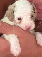 COCO, a male Cavapoo for sale in Portland, OR – 3 of 4