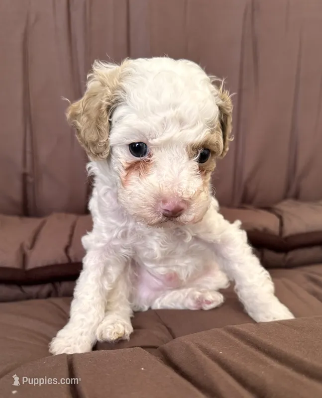 COCO, a male Cavapoo for sale in Portland, OR – 1 of 4
